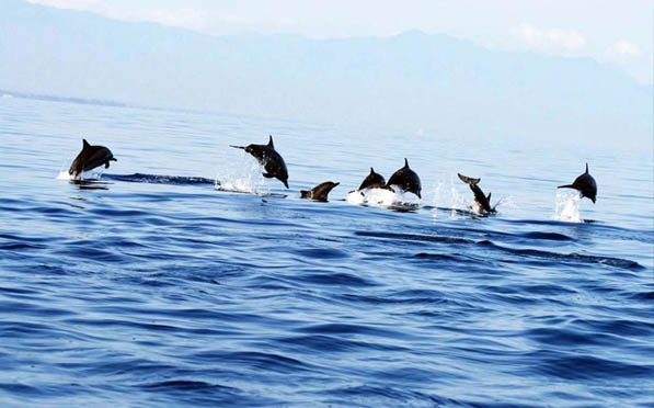 Lovina Beach Dolphin Tour