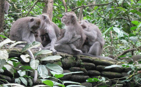 Sacred Ubud Monkey Forest